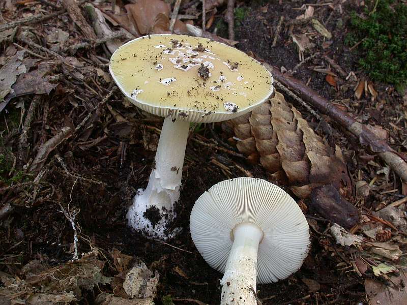 amanita_gemmata_1.jpg