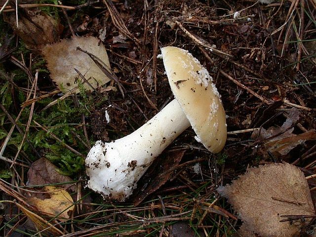 amanita_gemmata_2.jpg