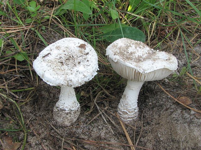 amanita_gilbertii_1.jpg