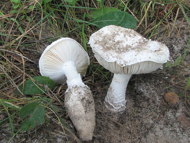 amanita_gilbertii_2.jpg