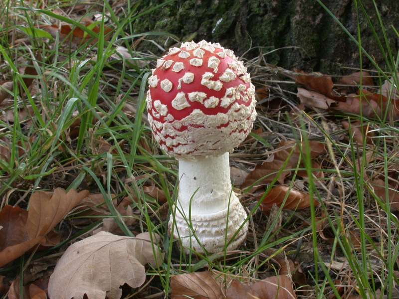 amanita_muscaria.jpg