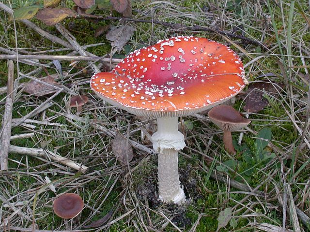 amanita_muscaria_1a.jpg