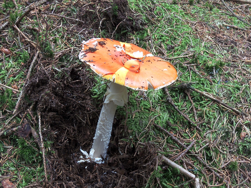 amanita_muscaria_1b.jpg