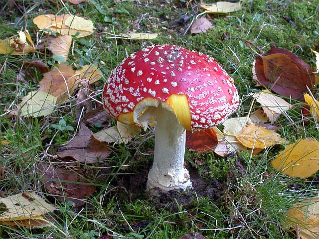 amanita_muscaria_2a.jpg