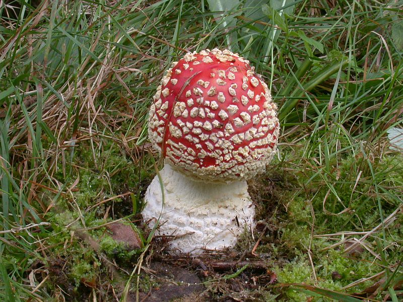 amanita_muscaria_2b.jpg