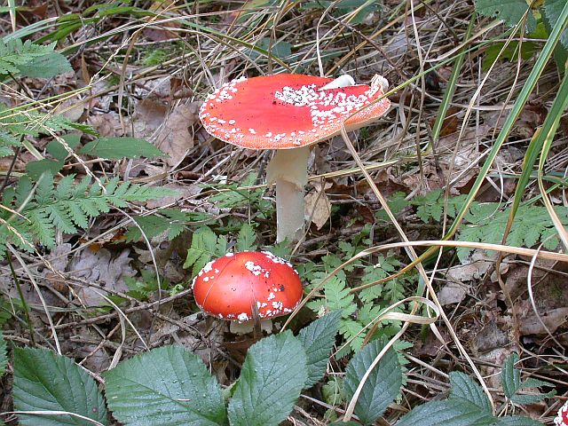 amanita_muscaria_3a.jpg