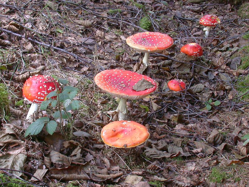 amanita_muscaria_3b.jpg
