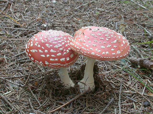amanita_muscaria_4.jpg
