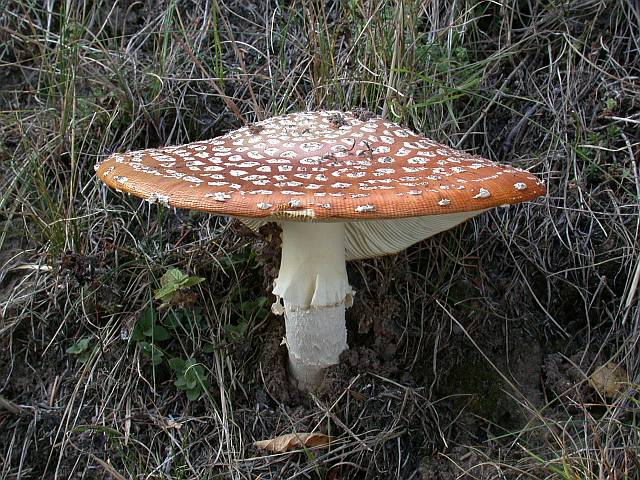 amanita_muscaria_5.jpg