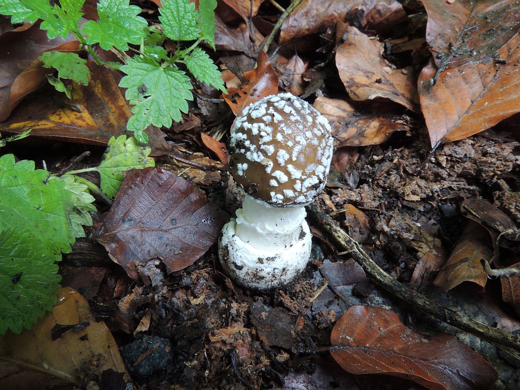 amanita_pantherina_3a.jpg
