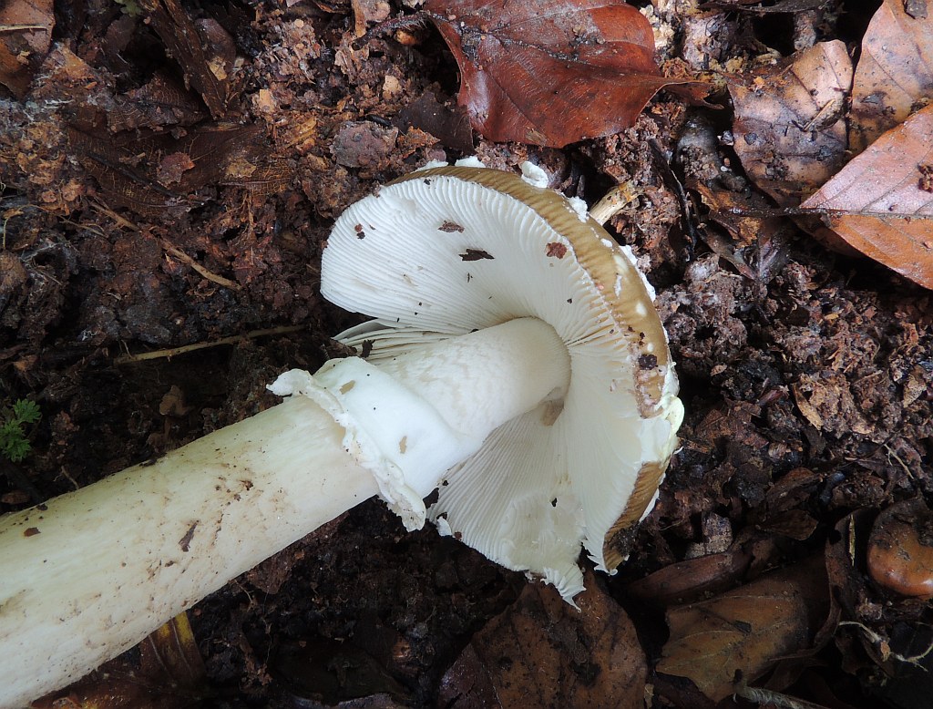 amanita_pantherina_3b.jpg
