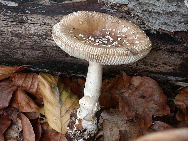 amanita_pantherina_4.jpg