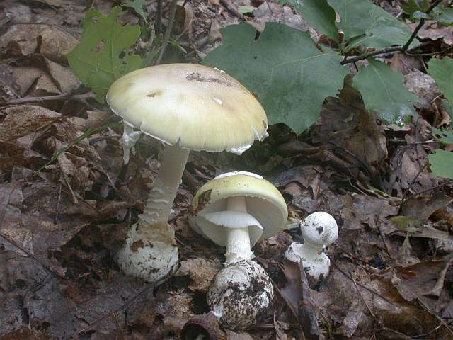 amanita_phalloides_1.jpg