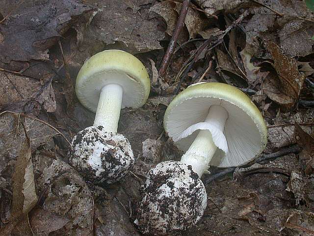 amanita_phalloides_2.jpg