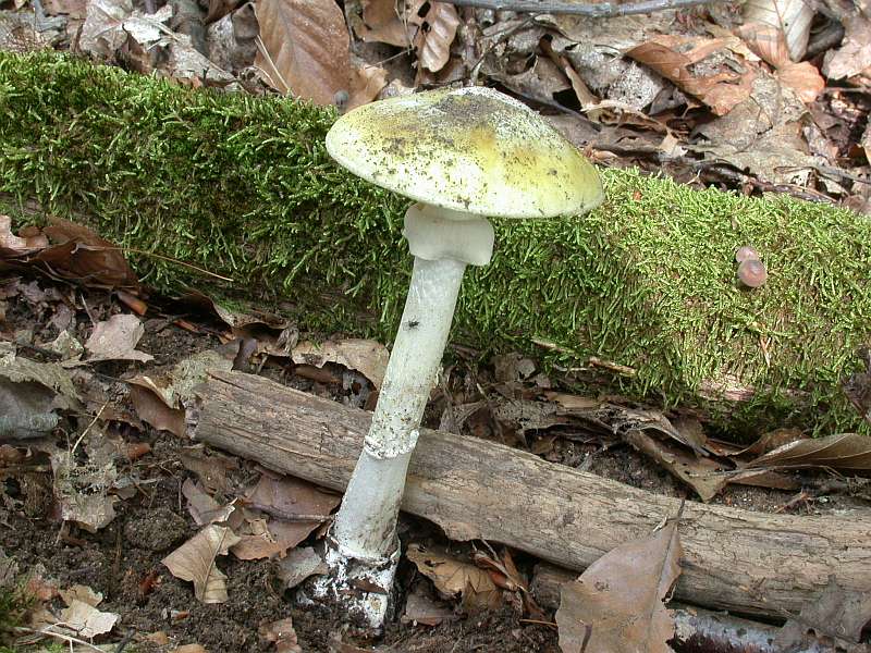 amanita_phalloides_3.jpg