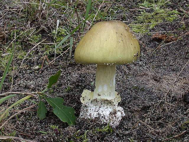 amanita_phalloides_4.jpg