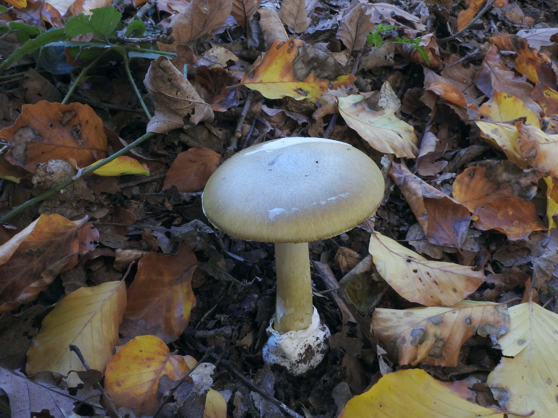 amanita_phalloides_5a.jpg