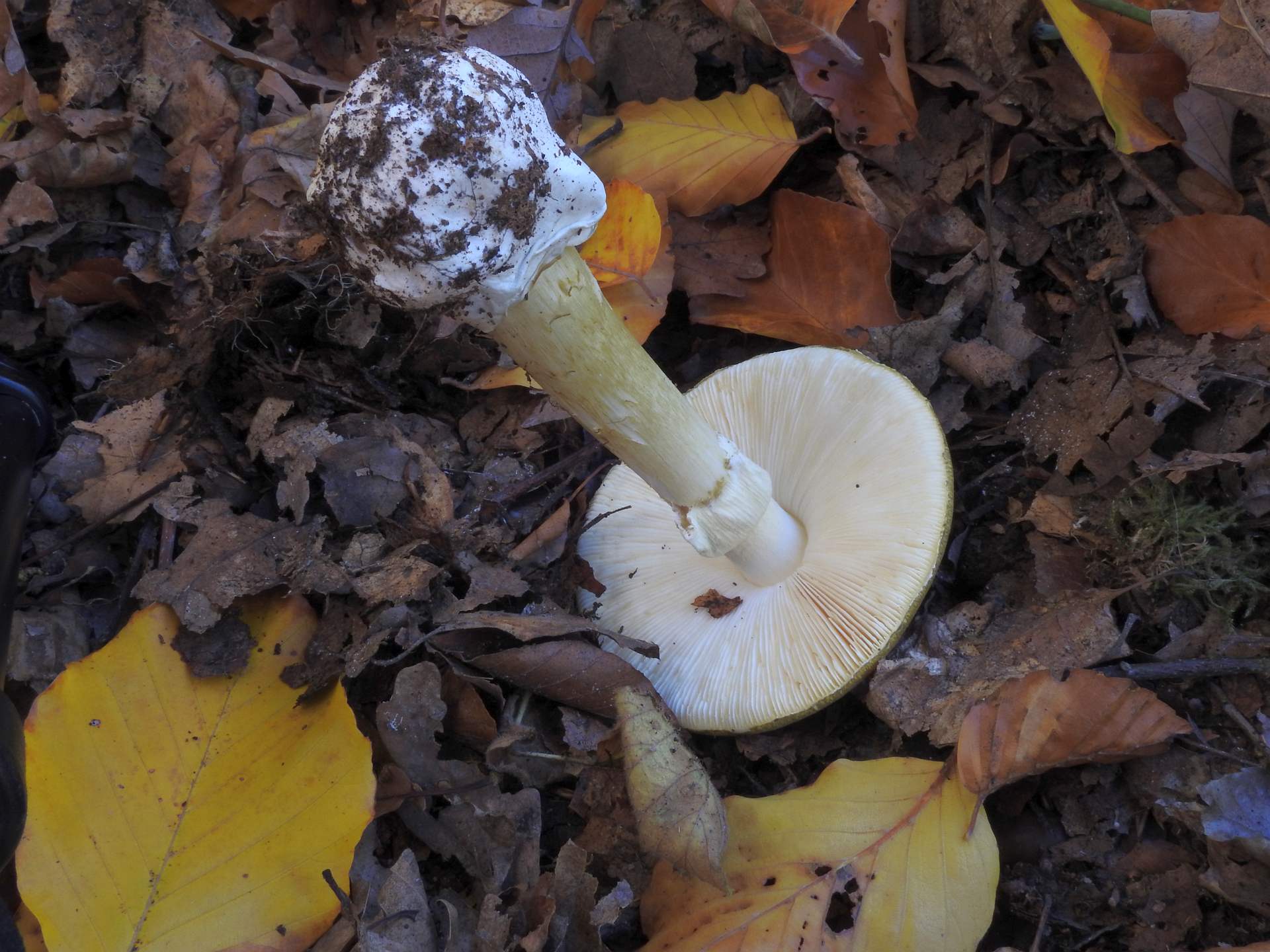 amanita_phalloides_5b.jpg