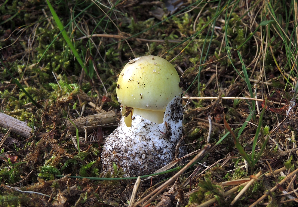 amanita_phalloides_6.jpg