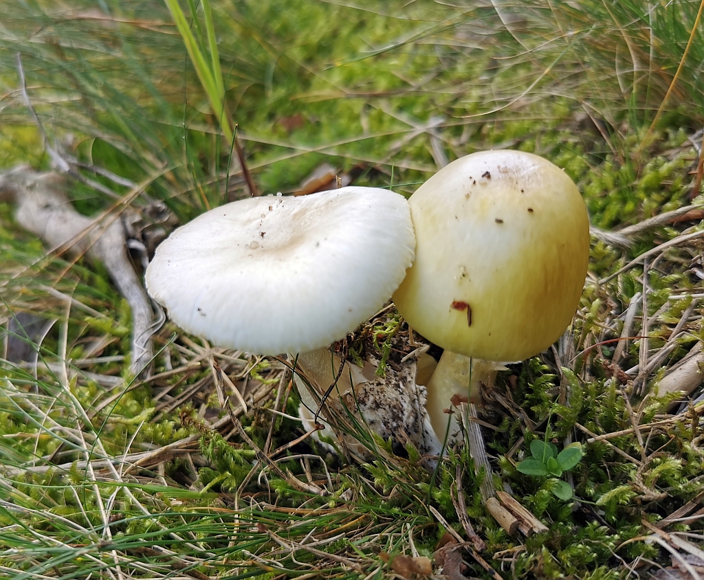 amanita_phalloides_7.jpg