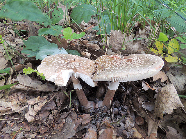 amanita_rubescens.jpg