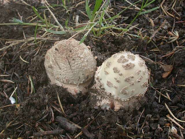 amanita_rubescens_1.jpg