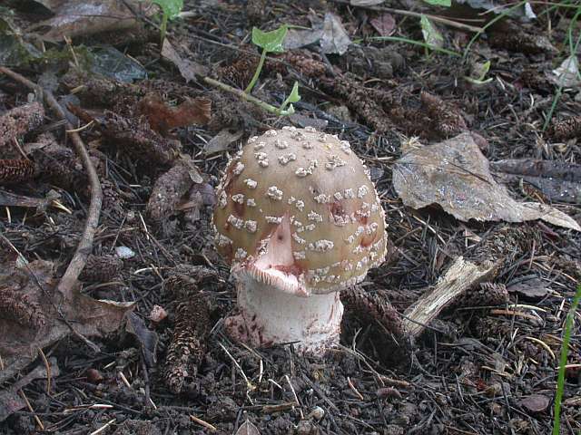 amanita_rubescens_2.jpg