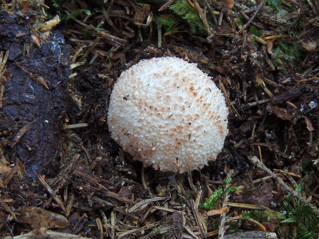 amanita_rubescens_3a.jpg