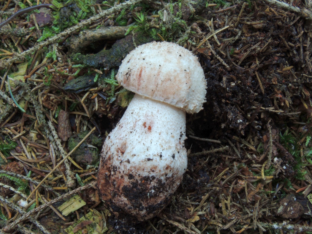 amanita_rubescens_3b.jpg