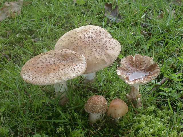 amanita_rubescens_4.jpg