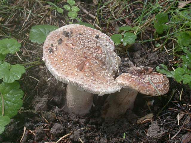 amanita_rubescens_5.jpg