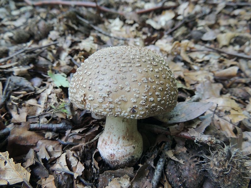 amanita_rubescens_7.jpg