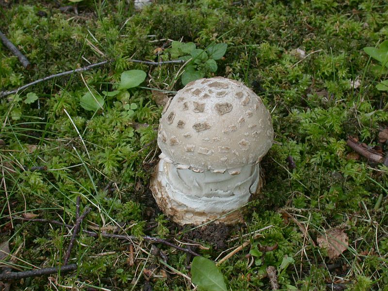 amanita_strobiliformis_6.jpg