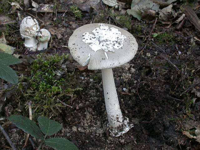 amanita_submembranacea_1.jpg