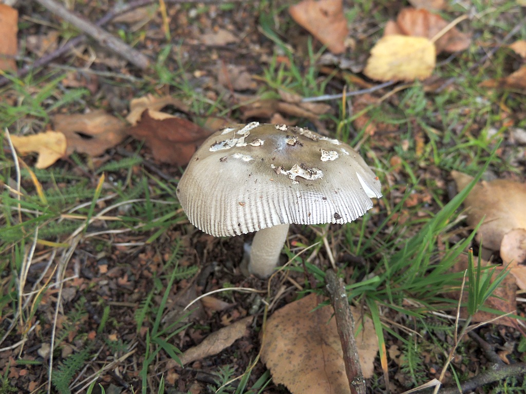 amanita_submembranacea_2a.jpg