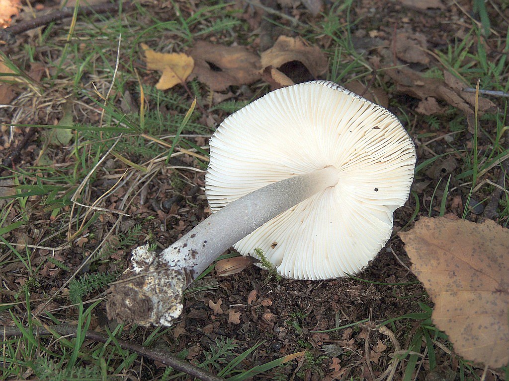 amanita_submembranacea_2b.jpg