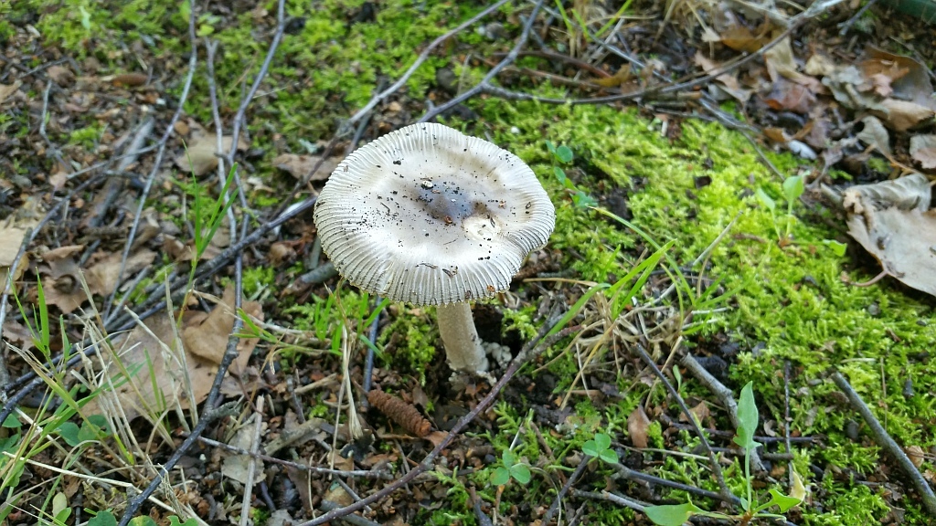 amanita_vaginata_2.jpg
