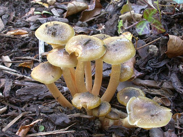 armillaria_mellea_2.jpg
