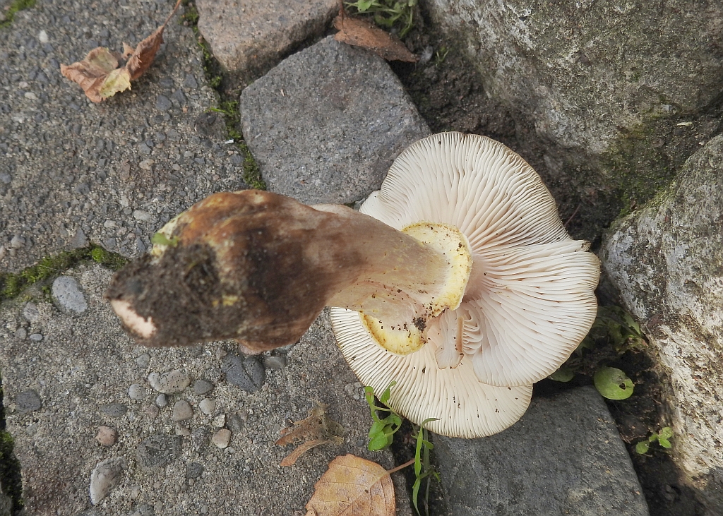 armillaria_mellea_2aa.JPG
