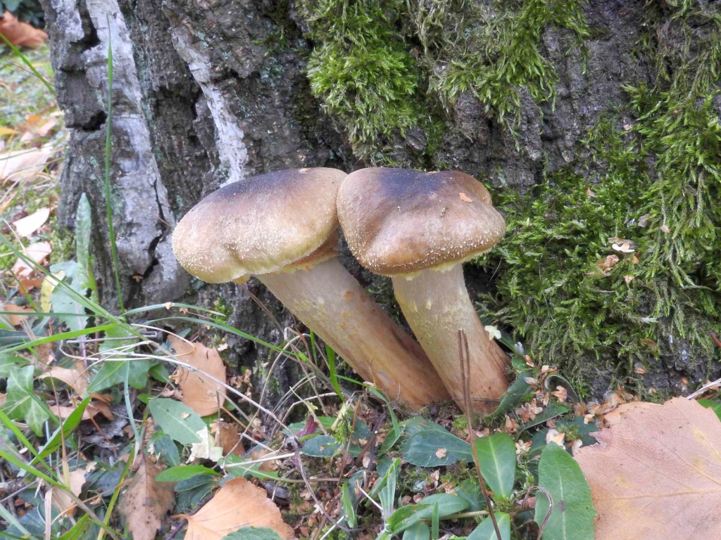 armillaria_mellea_3.jpg