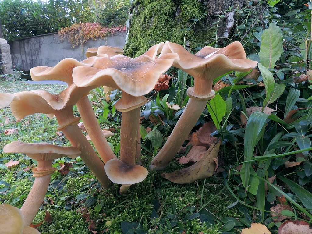 armillaria_mellea_5a.jpg