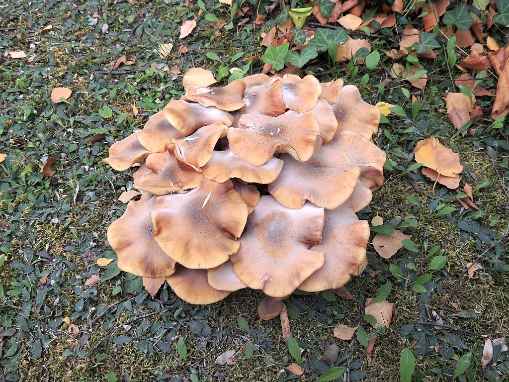 armillaria_mellea_6a.JPG