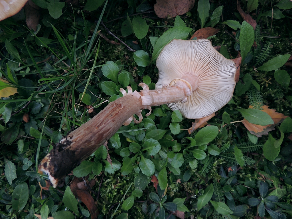 armillaria_mellea_7b.JPG