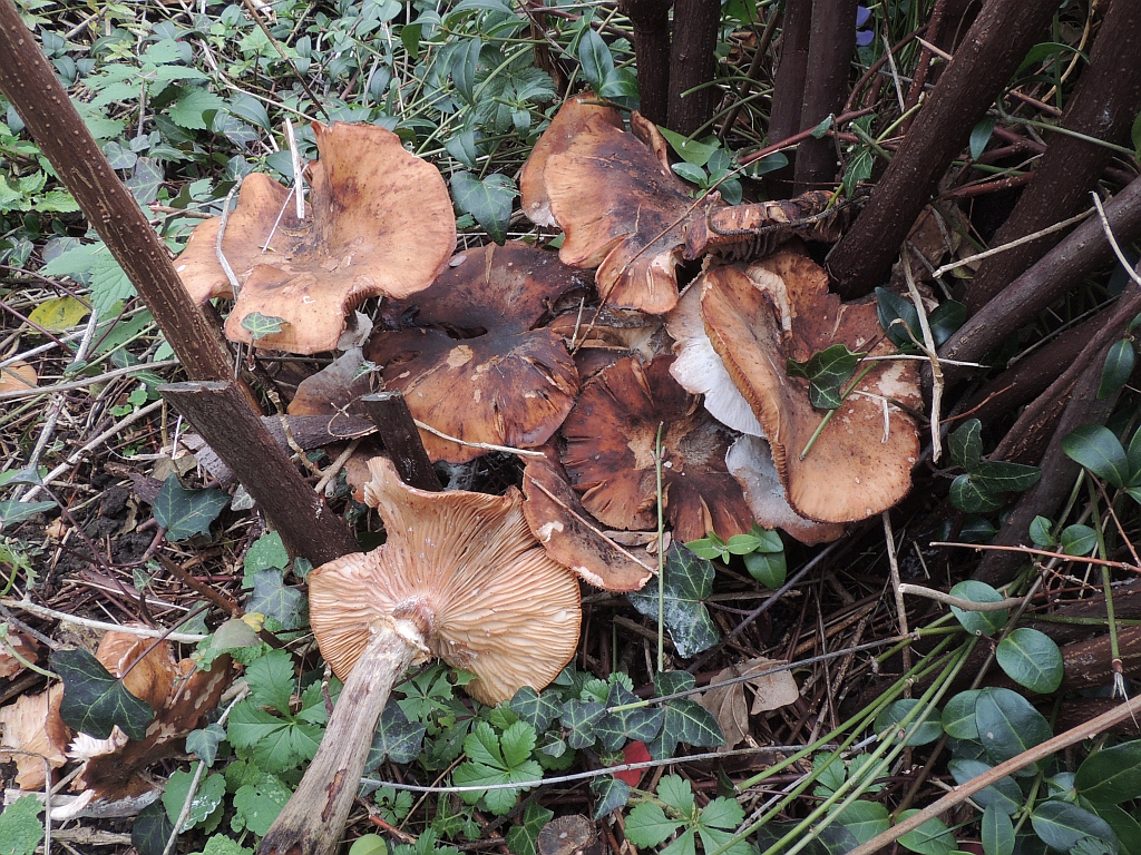 armillaria_mellea_8.jpg