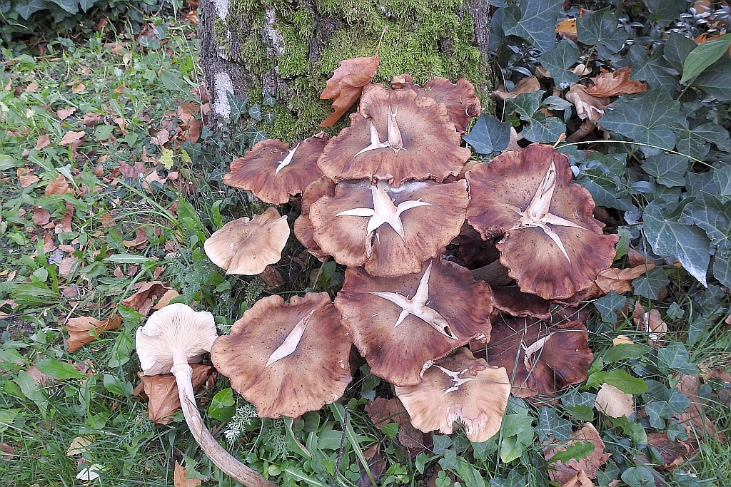 armillaria_mellea_9a.JPG