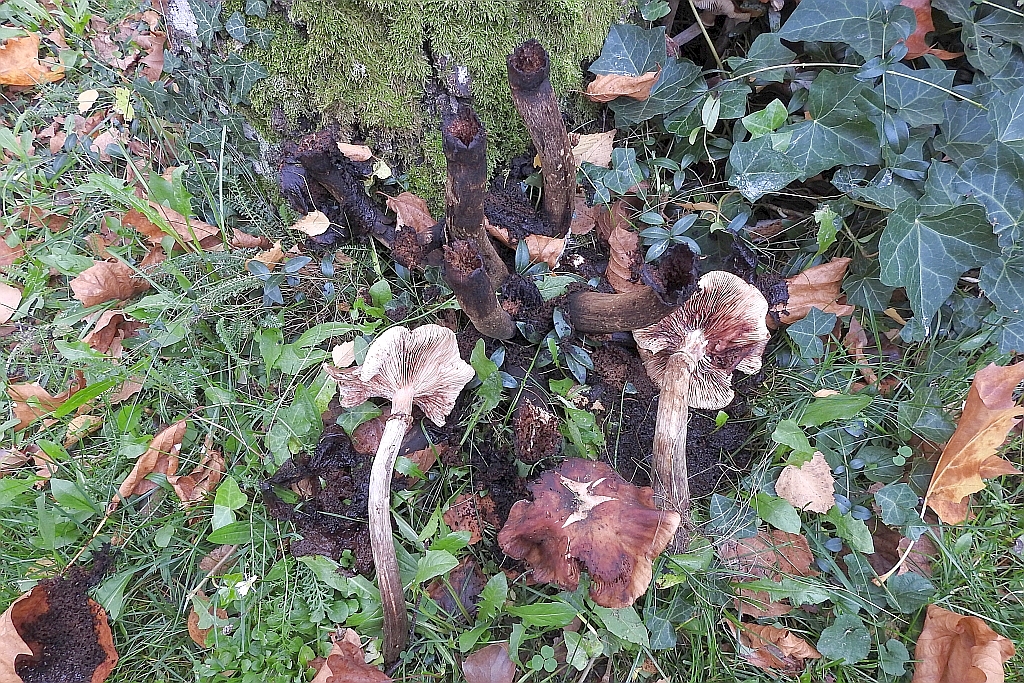 armillaria_mellea_9b.JPG