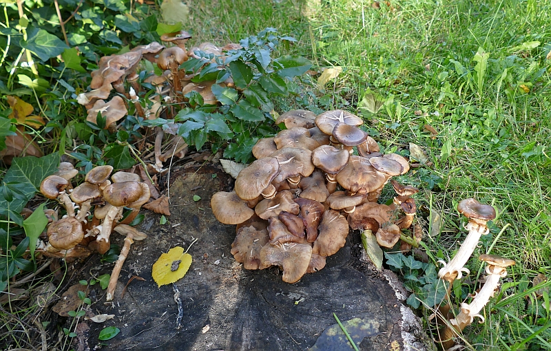armillaria_mellea_9c.jpg