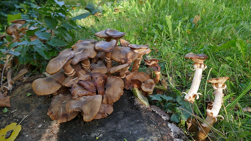 armillaria_mellea_9d.jpg