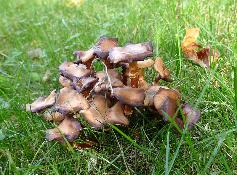 armillaria_mellea_e.jpg