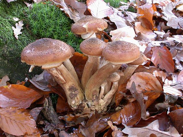 armillaria_ostoyae_1.jpg